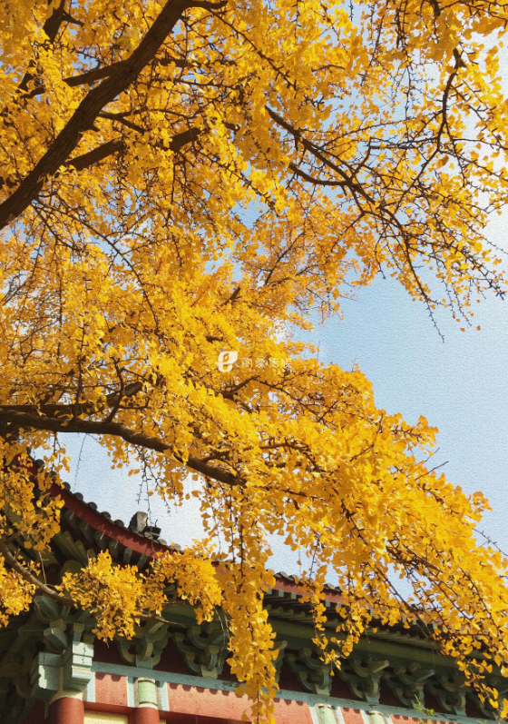 金陵文脉第二期，梧桐叶落，正是读书天